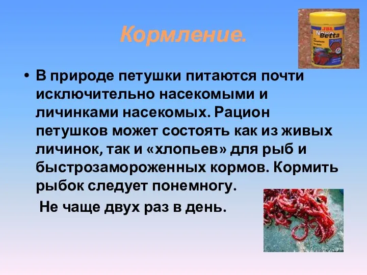 Кормление. В природе петушки питаются почти исключительно насекомыми и личинками насекомых.