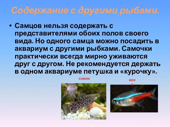 Содержание с другими рыбами. Самцов нельзя содержать с представителями обоих полов