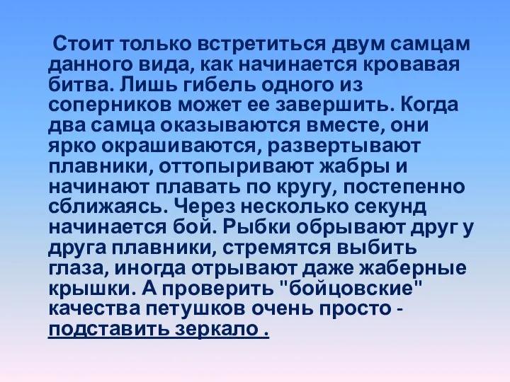 Стоит только встретиться двум самцам данного вида, как начинается кровавая битва.