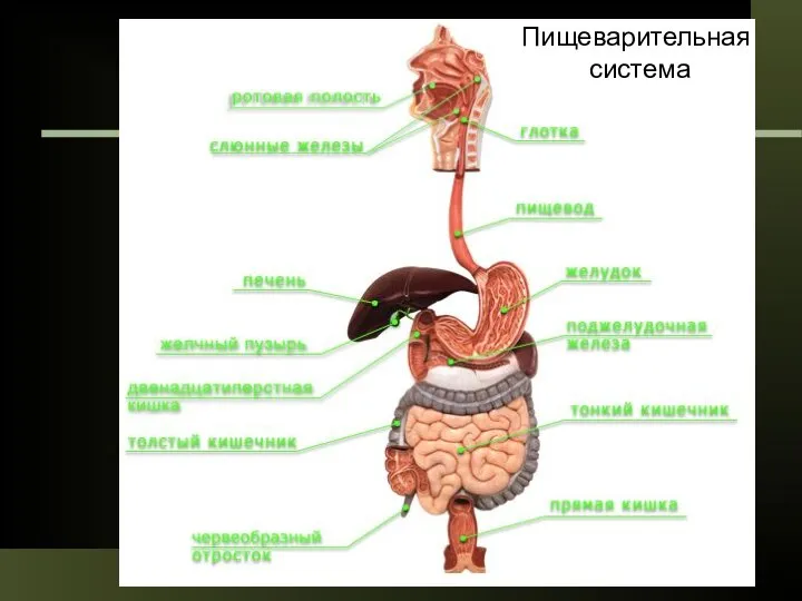 Пищеварительная система