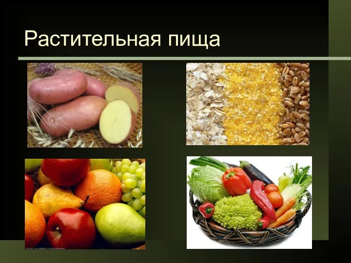 Растительная пища