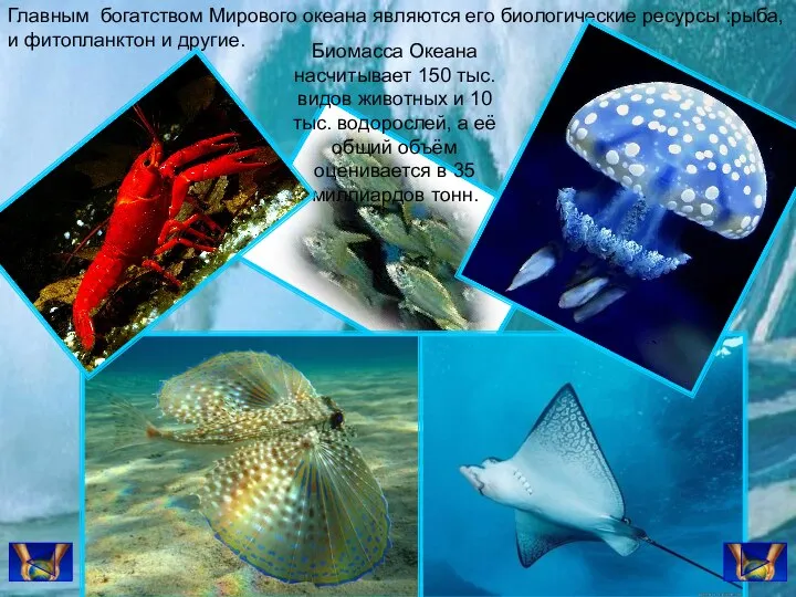 Главным богатством Мирового океана являются его биологические ресурсы :рыба, и фитопланктон