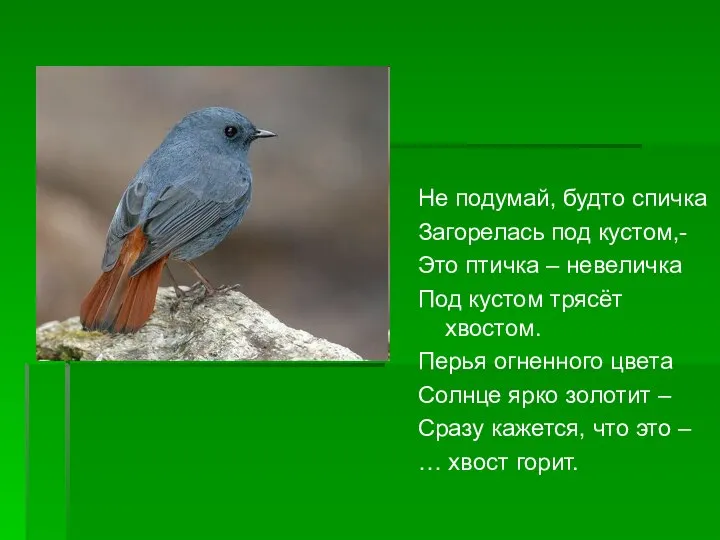 Не подумай, будто спичка Загорелась под кустом,- Это птичка – невеличка