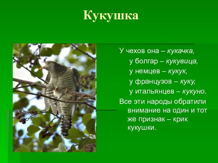 Кукушка У чехов она – кукачка, у болгар – кукувица, у