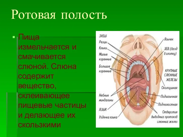 Ротовая полость Пища измельчается и смачивается слюной. Слюна содержит вещество, склеивающее