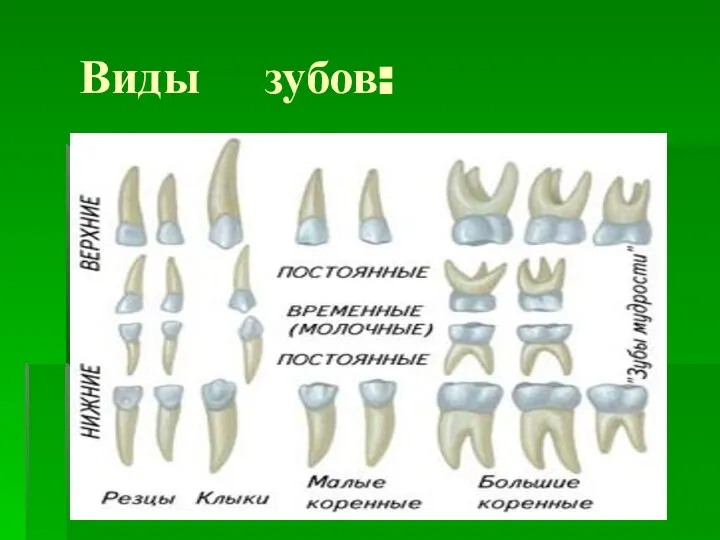 Виды зубов: