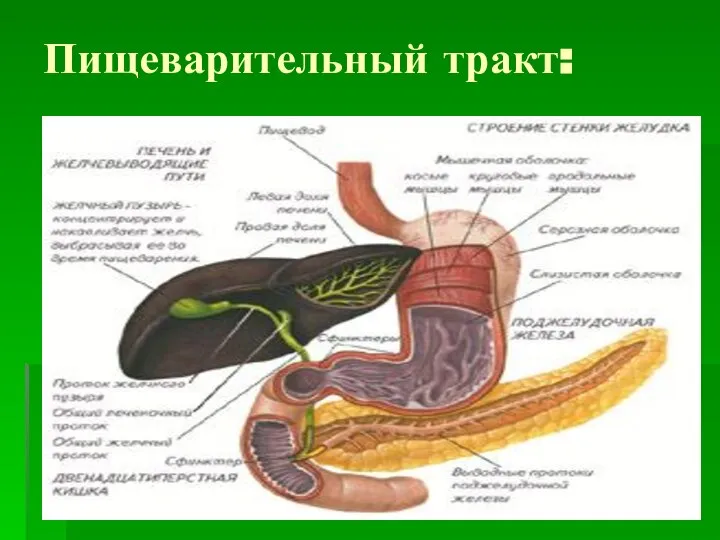 Пищеварительный тракт: