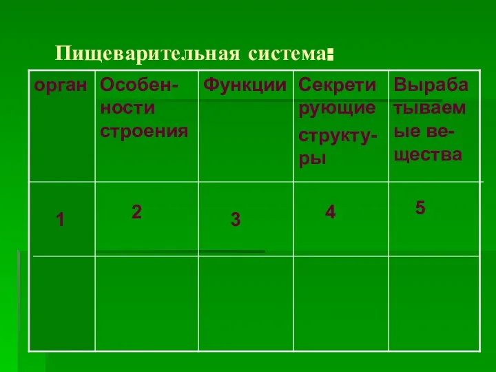 Пищеварительная система: