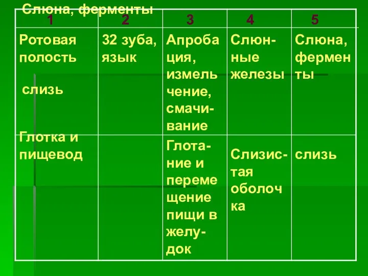 5 Слюна, ферменты слизь