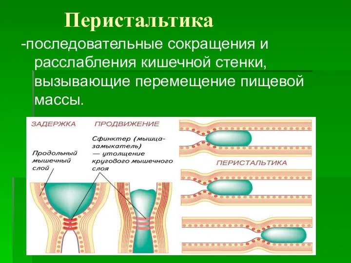 Перистальтика -последовательные сокращения и расслабления кишечной стенки, вызывающие перемещение пищевой массы.