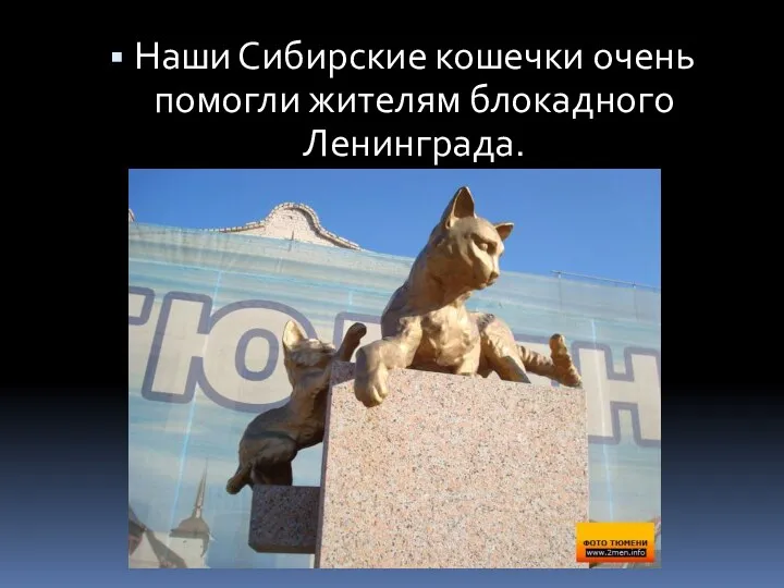 Наши Сибирские кошечки очень помогли жителям блокадного Ленинграда.