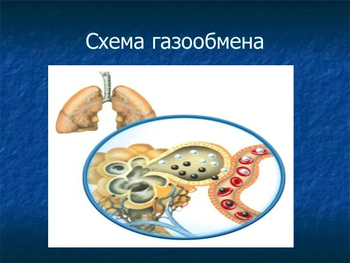 Схема газообмена