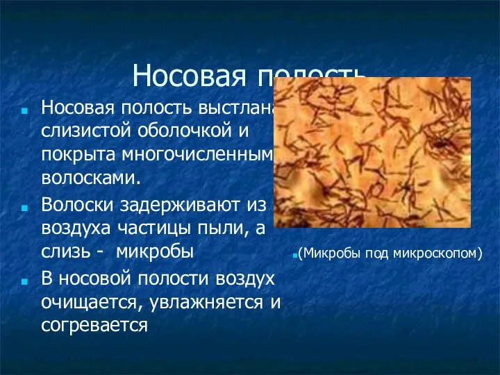 Носовая полость Носовая полость выстлана слизистой оболочкой и покрыта многочисленными волосками.