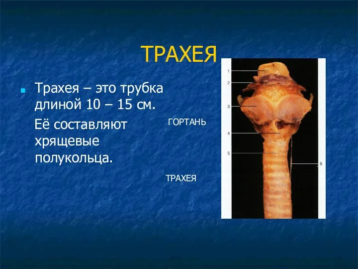 ТРАХЕЯ Трахея – это трубка длиной 10 – 15 см. Её составляют хрящевые полукольца. ГОРТАНЬ ТРАХЕЯ