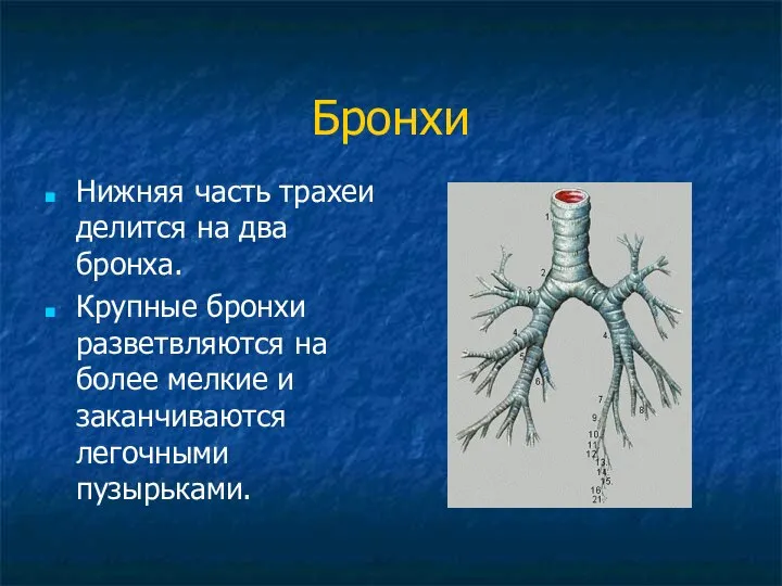 Бронхи Нижняя часть трахеи делится на два бронха. Крупные бронхи разветвляются