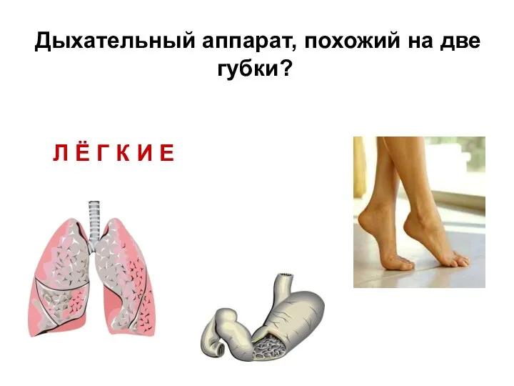 Л Ё Г К И Е Дыхательный аппарат, похожий на две губки?