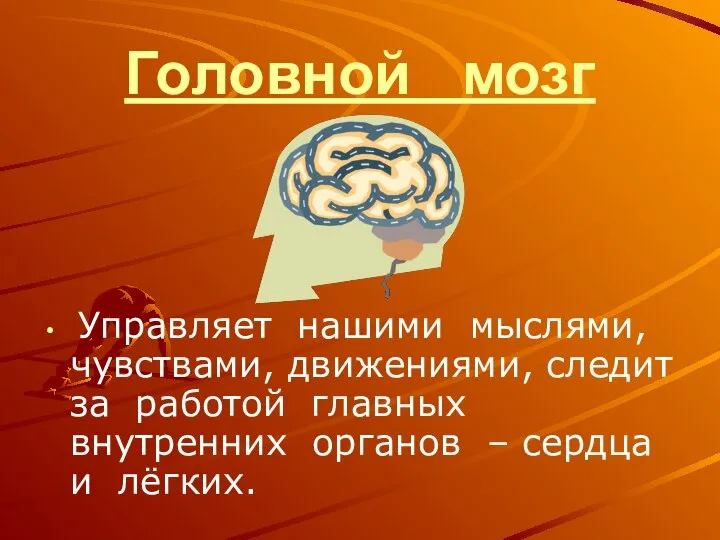 Головной мозг Управляет нашими мыслями, чувствами, движениями, следит за работой главных