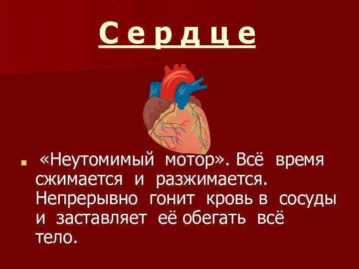 С е р д ц е «Неутомимый мотор». Всё время сжимается