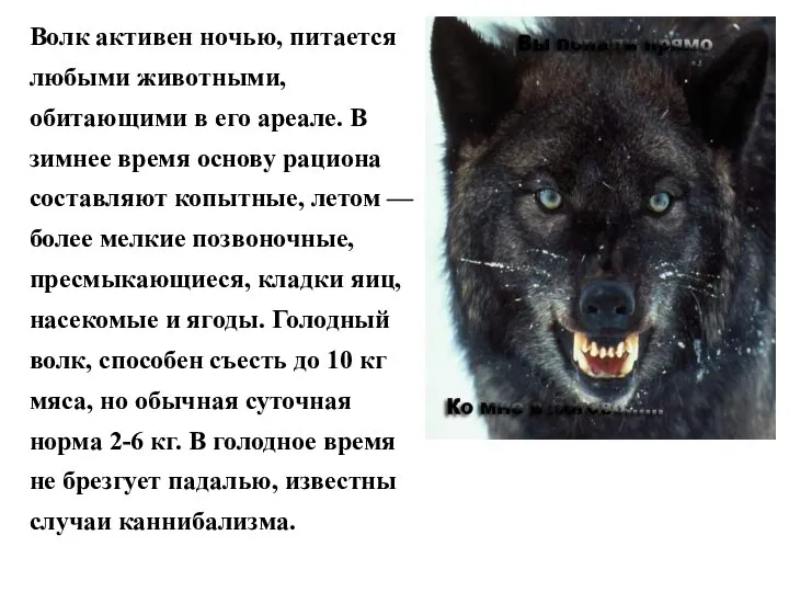 Волк активен ночью, питается любыми животными, обитающими в его ареале. В