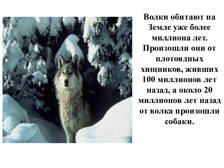 Волки обитают на Земле уже более миллиона лет. Произошли они от