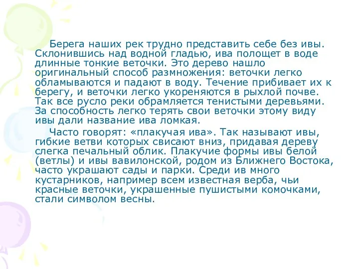 Берега наших рек трудно представить себе без ивы. Склонившись над водной