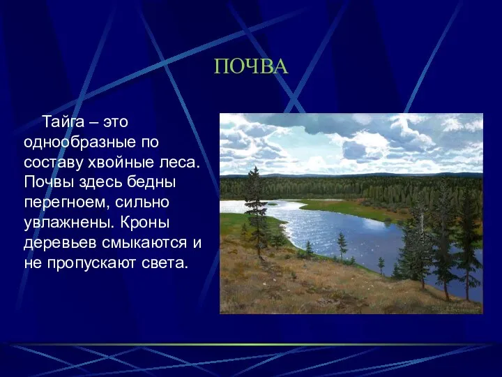 ПОЧВА Тайга – это однообразные по составу хвойные леса. Почвы здесь