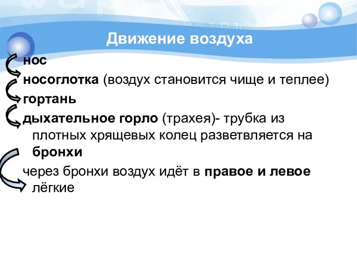 Движение воздуха нос носоглотка (воздух становится чище и теплее) гортань дыхательное