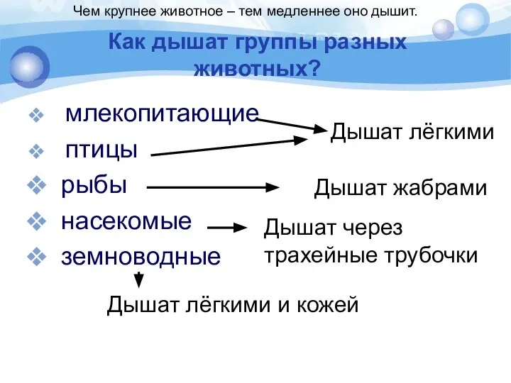 Как дышат группы разных животных? млекопитающие птицы рыбы насекомые земноводные Дышат