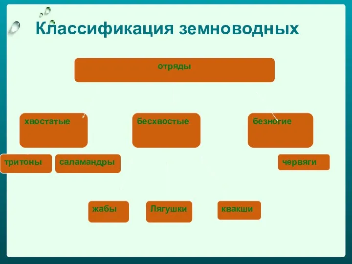 Классификация земноводных отряды хвостатые бесхвостые безногие тритоны саламандры жабы Лягушки квакши червяги