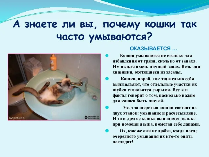 А знаете ли вы, почему кошки так часто умываются? ОКАЗЫВАЕТСЯ …