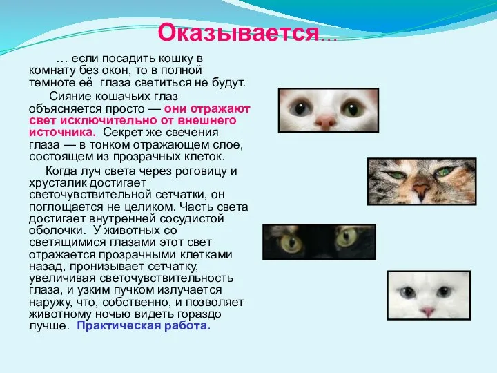 Оказывается… … если посадить кошку в комнату без окон, то в