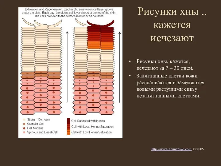 Рисунки хны .. кажется исчезают Рисунки хны, кажется, исчезают за 7