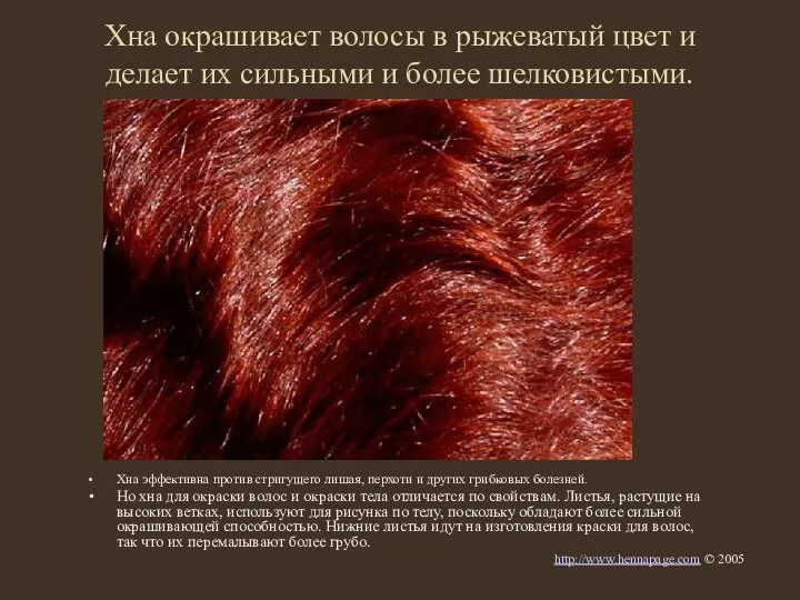Хна окрашивает волосы в рыжеватый цвет и делает их сильными и