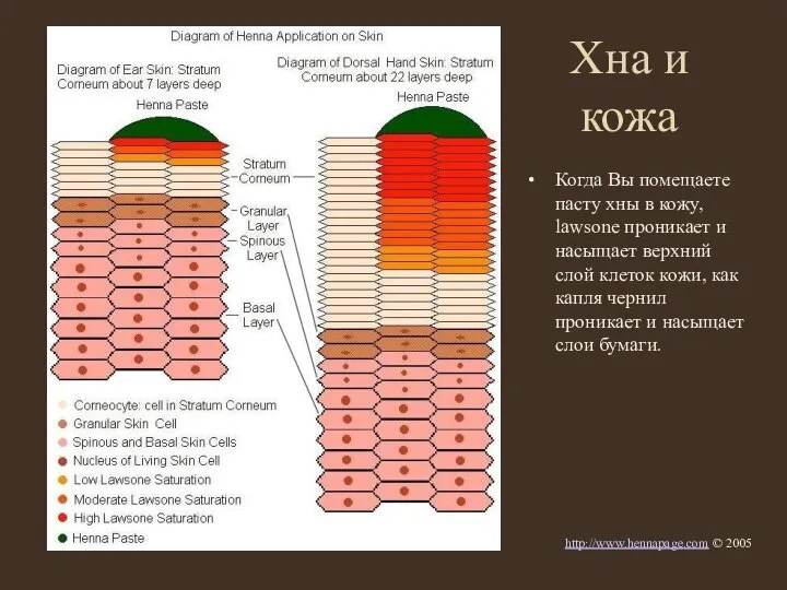 Хна и кожа Когда Вы помещаете пасту хны в кожу, lawsone