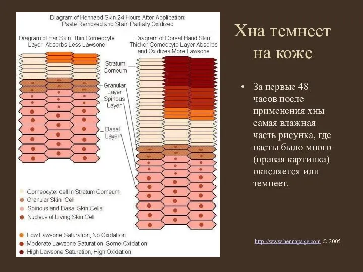 Хна темнеет на коже За первые 48 часов после применения хны