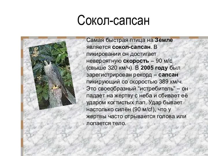 Сокол-сапсан Самая быстрая птица на Земле является сокол-сапсан. В пикировании он