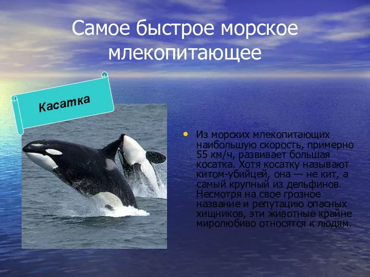 Самое быстрое морское млекопитающее Из морских млекопитающих наибольшую скорость, примерно 55