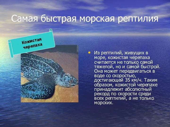 Самая быстрая морская рептилия Из рептилий, живущих в море, кожистая черепаха