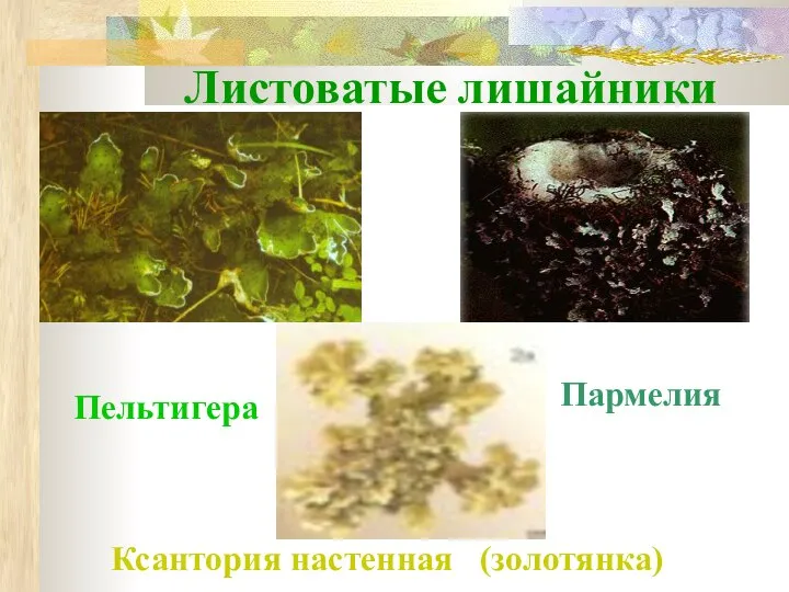 Листоватые лишайники Пармелия Пельтигера Ксантория настенная (золотянка)