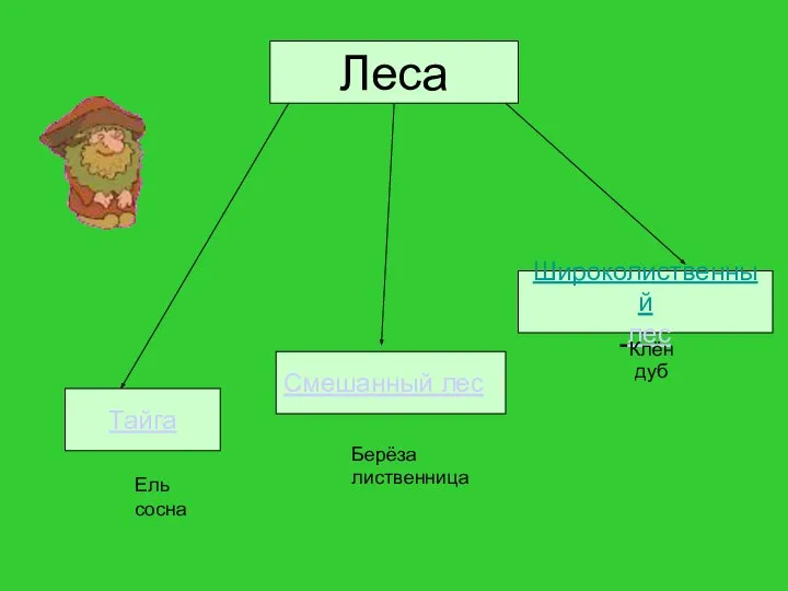 Леса Леса Тайга Широколиственный лес Смешанный лес Берёза лиственница Клён дуб Ель сосна