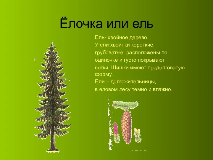 Ёлочка или ель Ель- хвойное дерево. У ели хвоинки короткие, грубоватые,