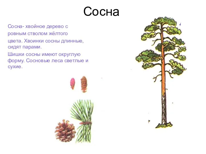 Сосна Сосна- хвойное дерево с ровным стволом жёлтого цвета. Хвоинки сосны