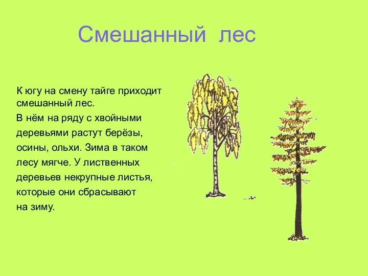 Смешанный лес К югу на смену тайге приходит смешанный лес. В