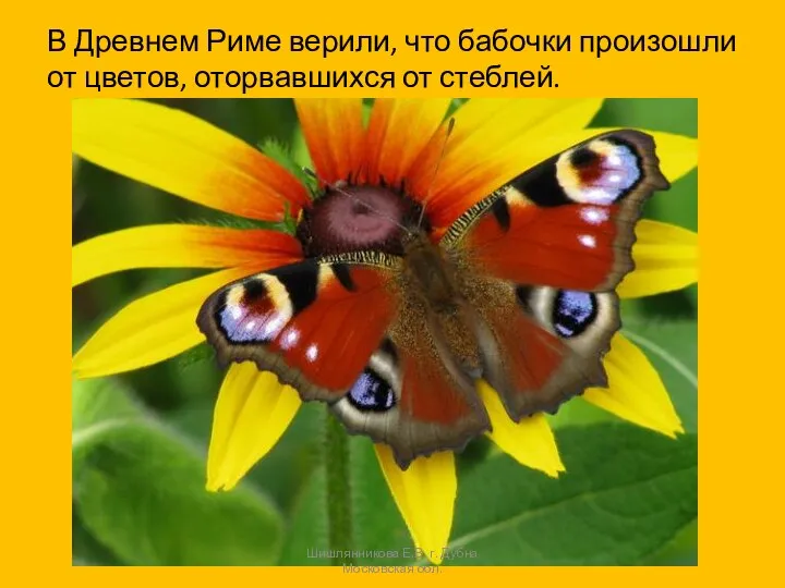 В Древнем Риме верили, что бабочки произошли от цветов, оторвавшихся от