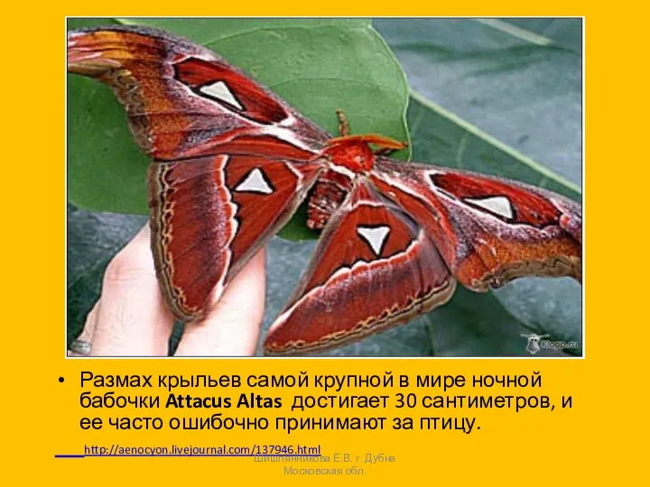 Размах крыльев самой крупной в мире ночной бабочки Attacus Altas достигает