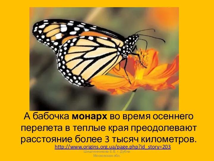 А бабочка монарх во время осеннего перелета в теплые края преодолевают