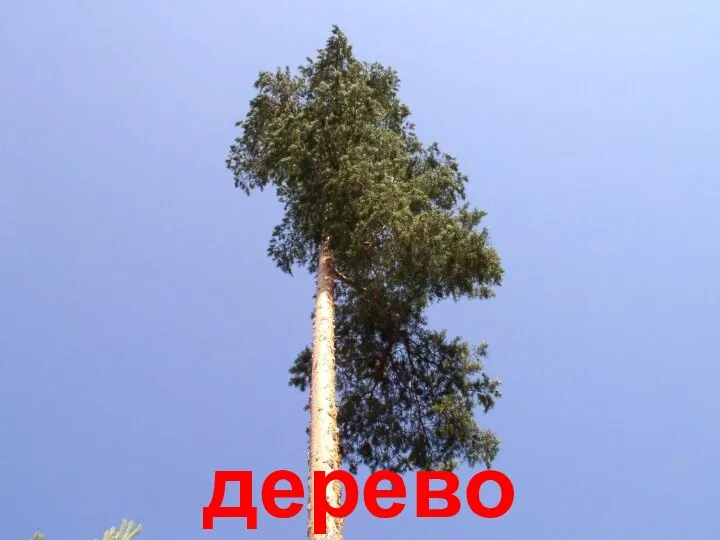 дерево