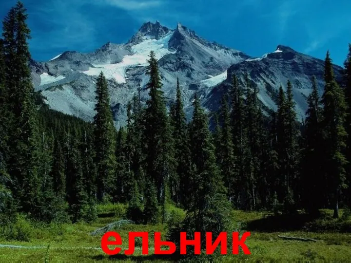 ельник