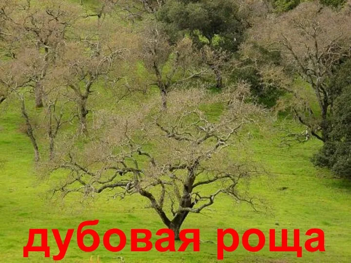 дубовая роща