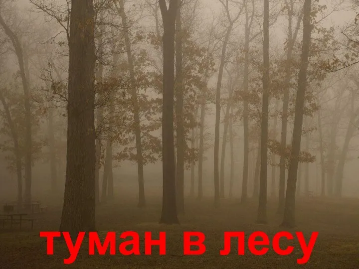 туман в лесу